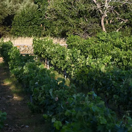K Vineyard House *