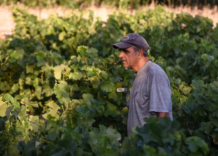 K Vineyard House Dom wakacyjny